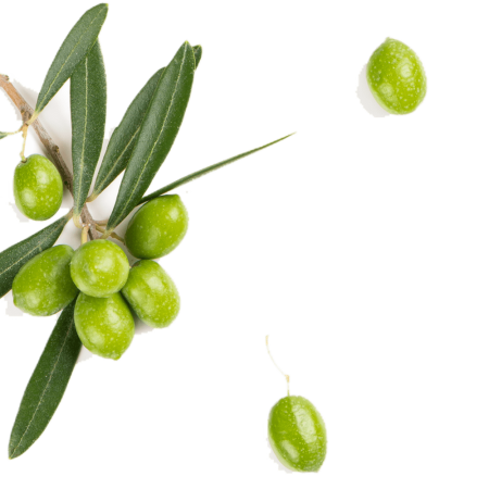 Olive isolated