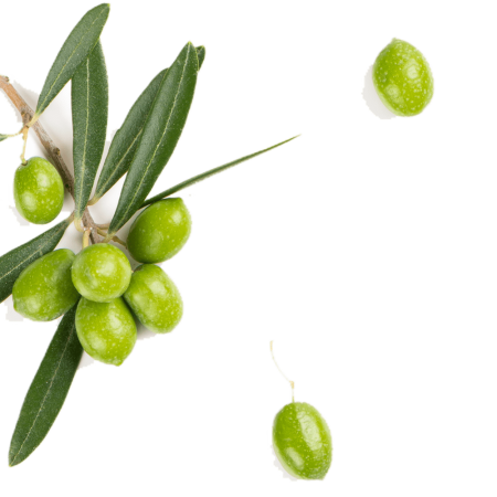 Olives isolated