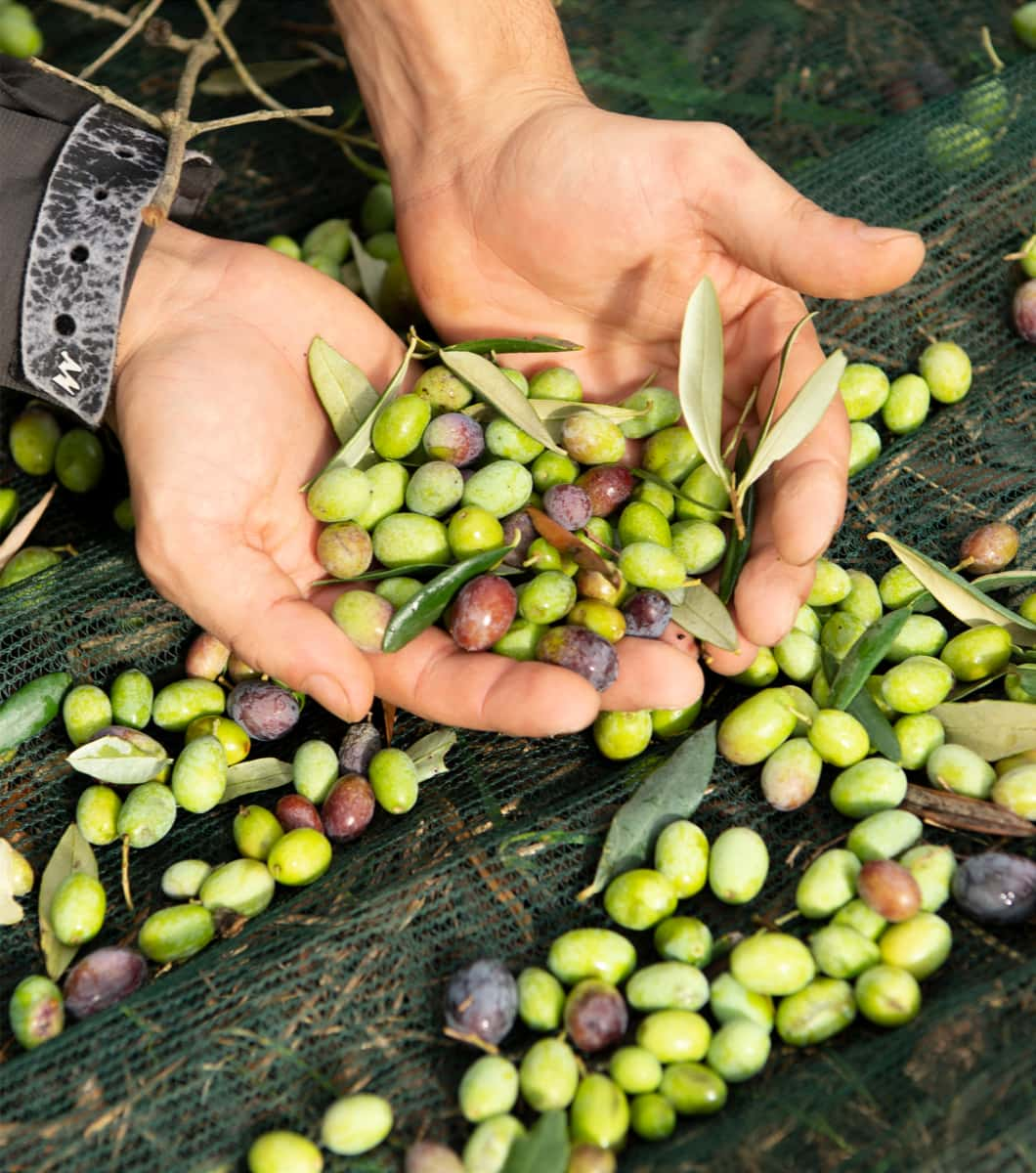 Olio Extra Vergine Piaceri Italiani,  il meglio dalla natura per la tua salute