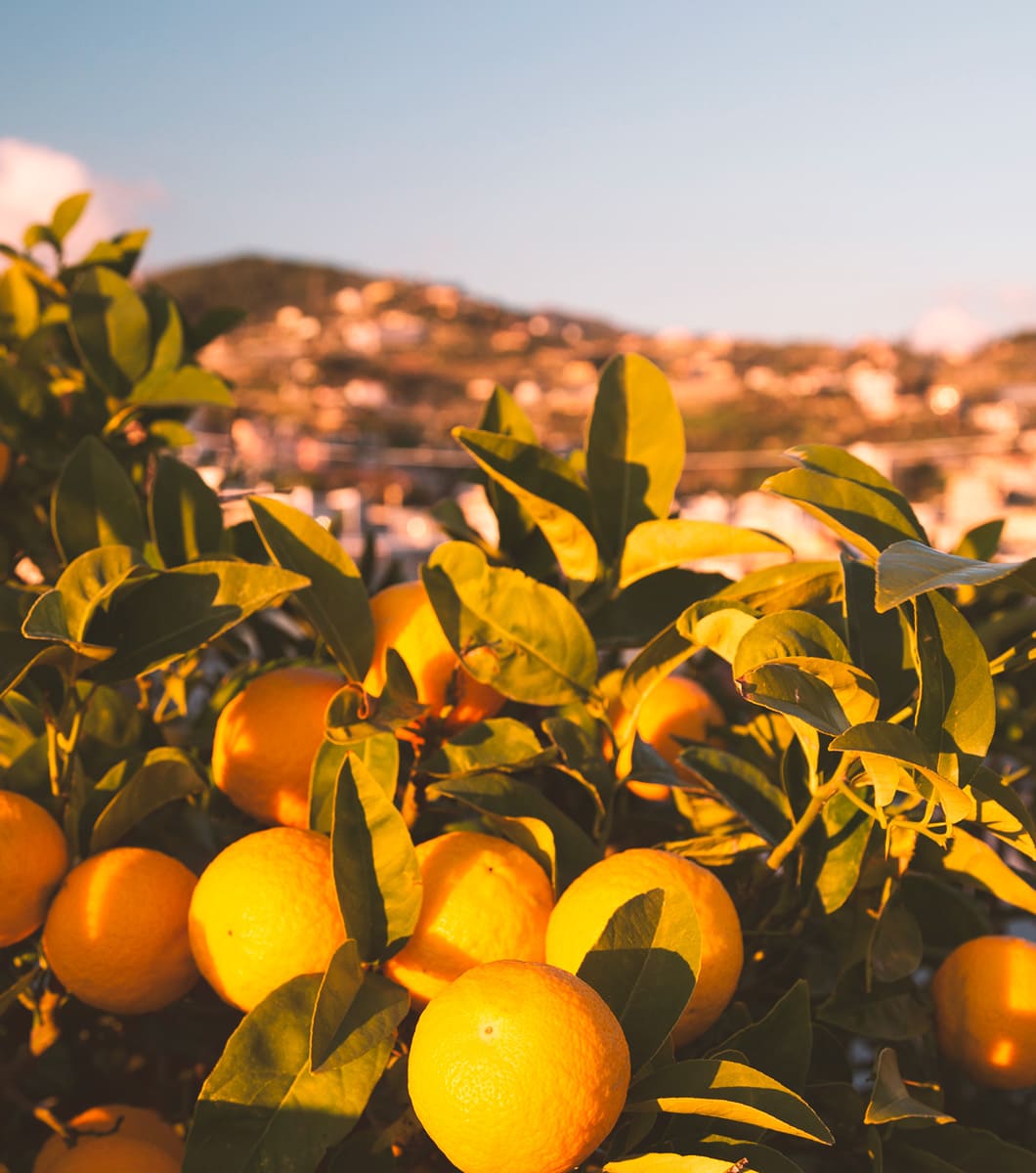 Bibite Piaceri Italiani, dal cuore della Sicilia