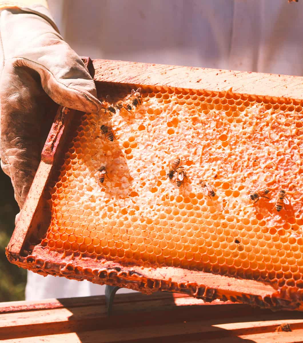 Piaceri Italiani Honey, as nature intended