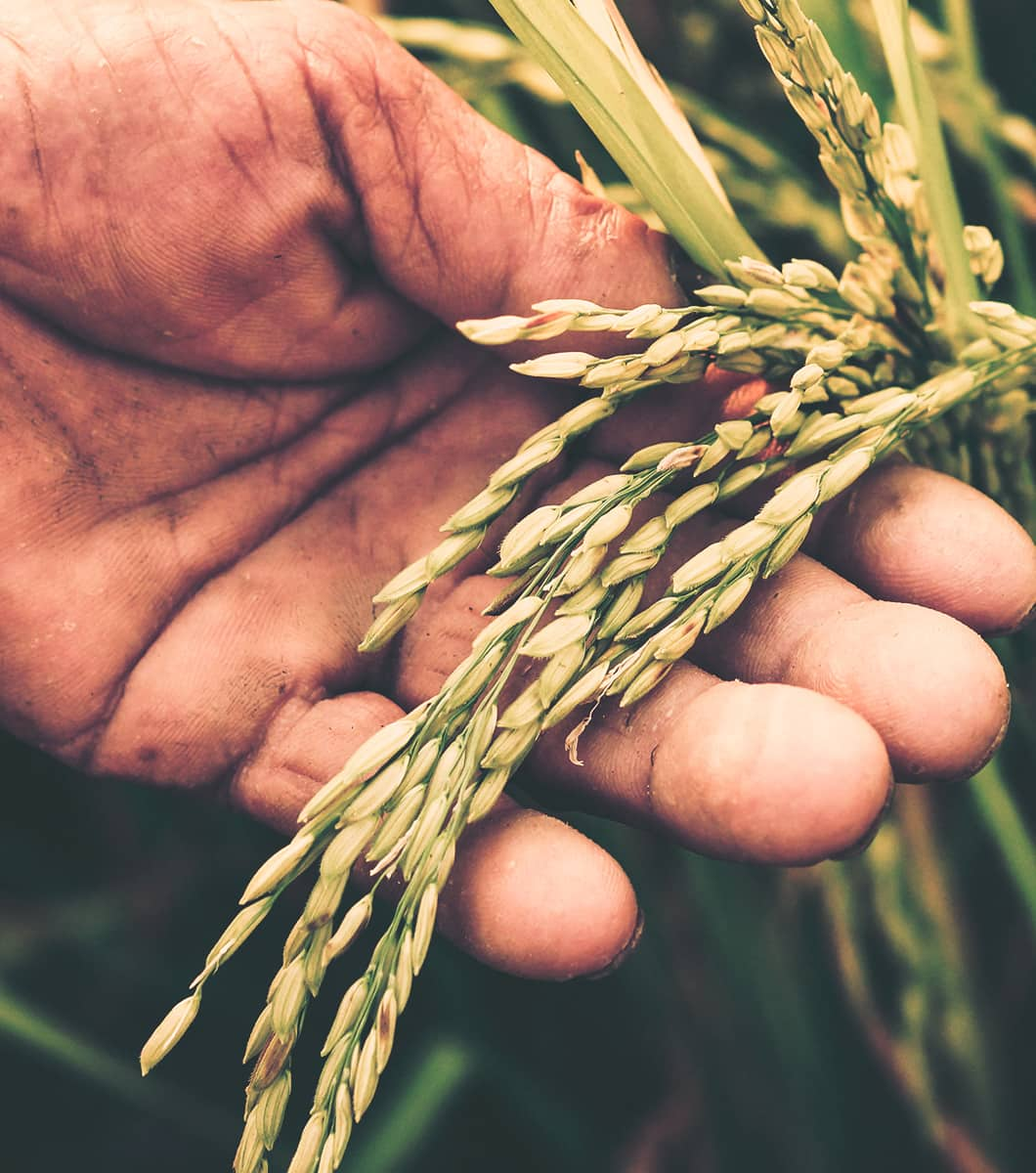 Piaceri Rice, a rice with a heart of gold